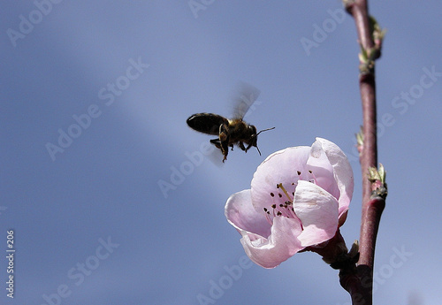 abeille 01 abeille 01