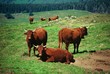 La vache