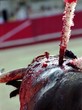 Photo: fin du combat fin du combat