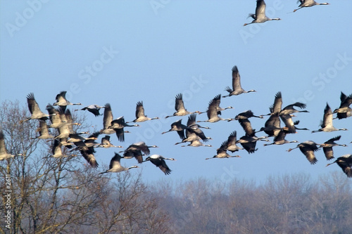 Vol de grues cendrées