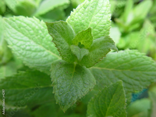 Menthe
