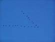 vol de grues
