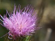 fleur