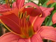 fleur de lys