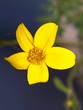 bouton d'or