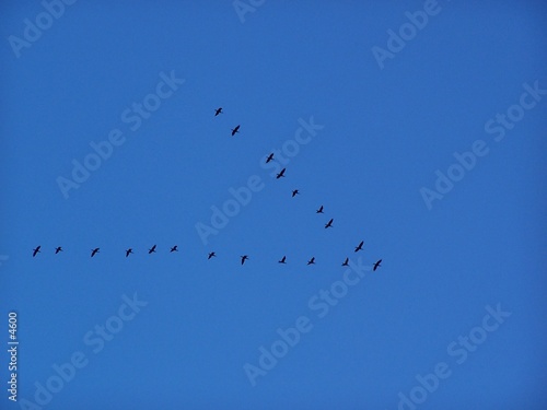 vol de grues vol de grues