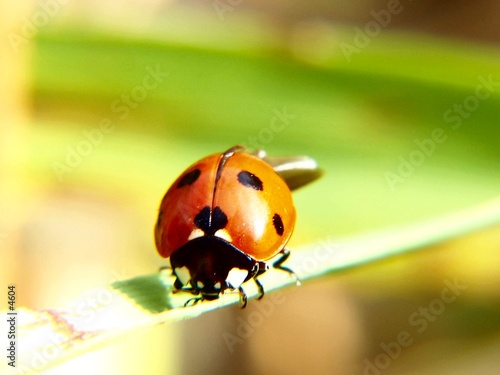 envol de coccinelle