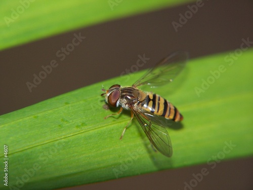 Syrphe