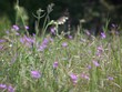 fleurs des champs