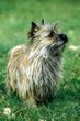 Cairn Terrier