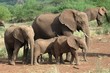 eléphants