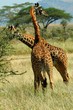 girafes