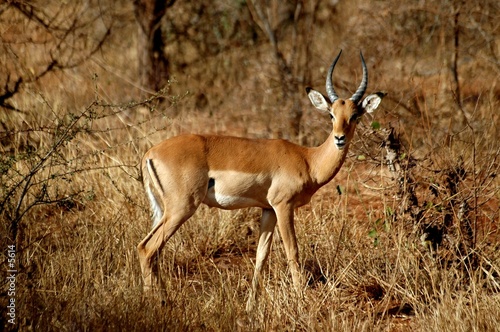 gazelle de grant