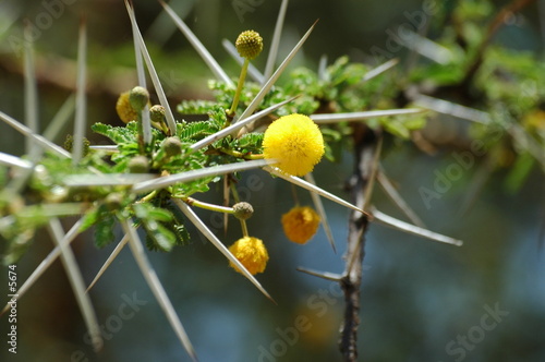 fleur d'acacia