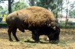 bison d'amérique du nord