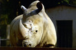 rhinocéros blanc