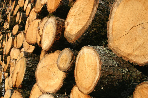 coupe de bois