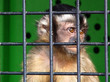 singe en cage
