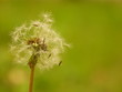 fleur au vent.