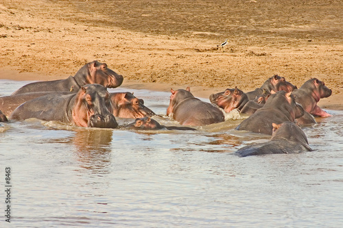 hippos 01