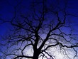 arbre magique