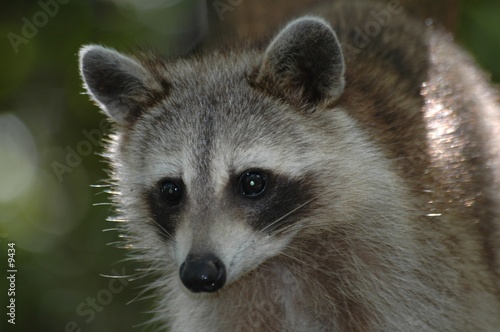 raton laveur ou racoon (guadeloupe) 2