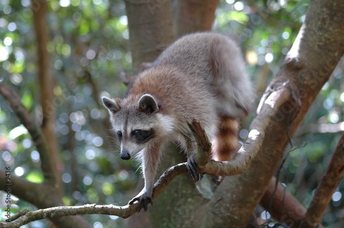 Raton laveur ou racoon (Guadeloupe) 3