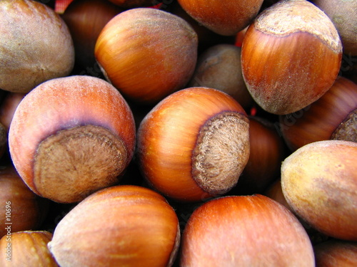 macro de noisettes macro de noisettes