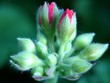 bourgeons de rose