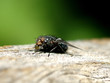 mouche qui bulle mouche qui bulle