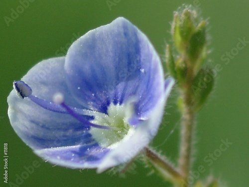 fleur bleue