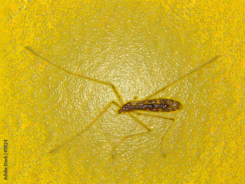 Mosquito Crash