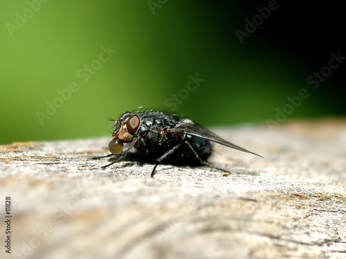 mouche qui bulle