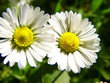 fleurs sauvages