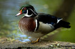 Photographie : canard carolin