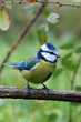 mésange bleu