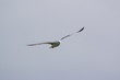 mouette 1 mouette 1