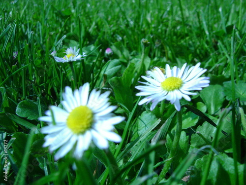 fleur
