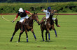 polo passion