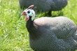 pintade