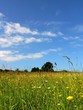 fleurs des champs 1