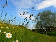 fleurs des champs 2