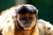 singe singe