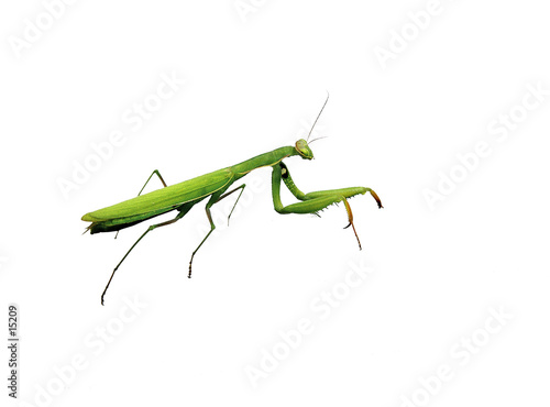 mante1