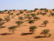 sahel sud-mauritanien