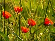 coquelicots matinaux 2