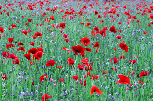 coquelicots