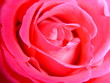 rose de coeur