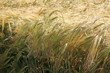 orges en juin orges en juin