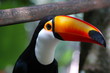 toucan brésil toucan brésil